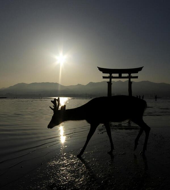 biche miyajima