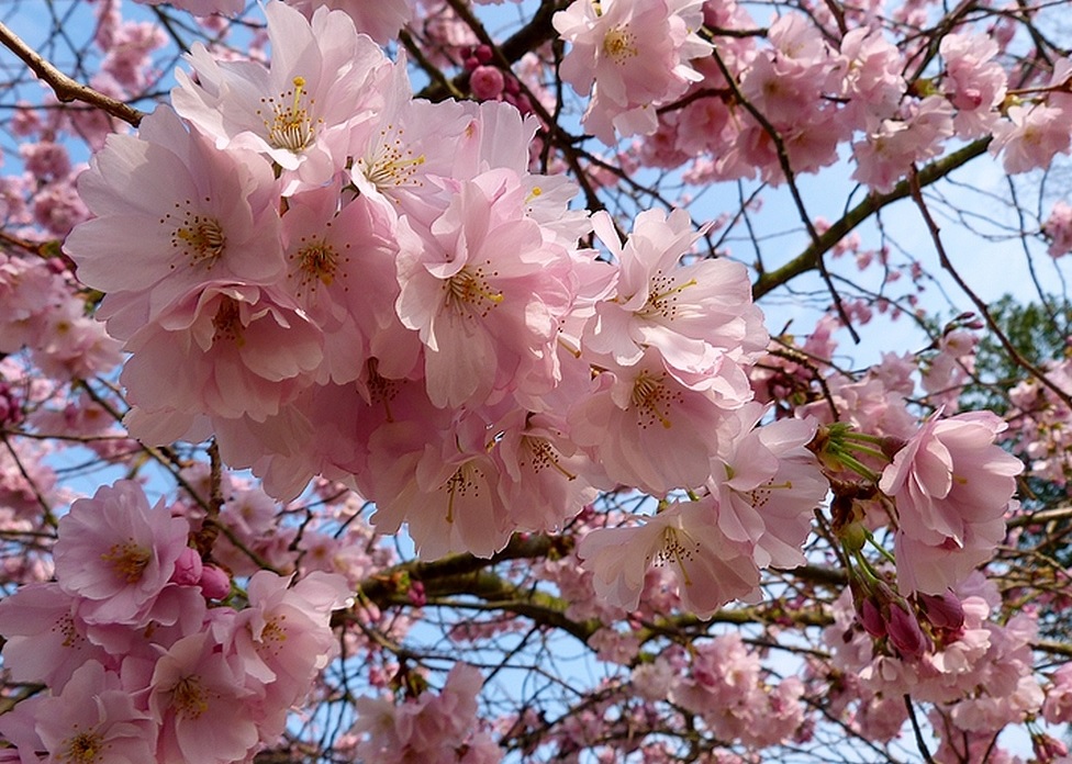 cerisier en fleur